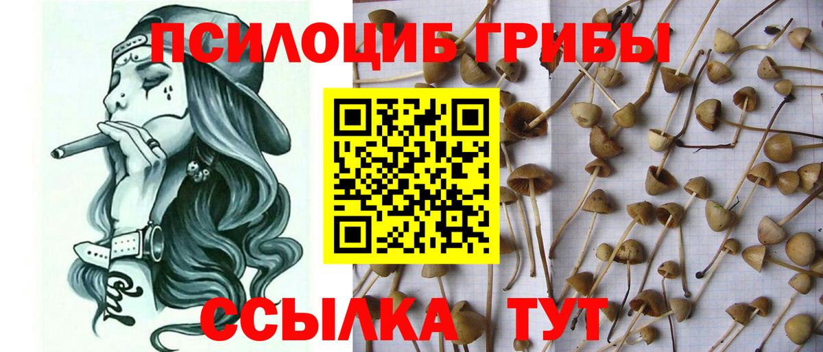 Вятские Поляны  Псилоцибиновые грибы мицелий  Вход с VPN 